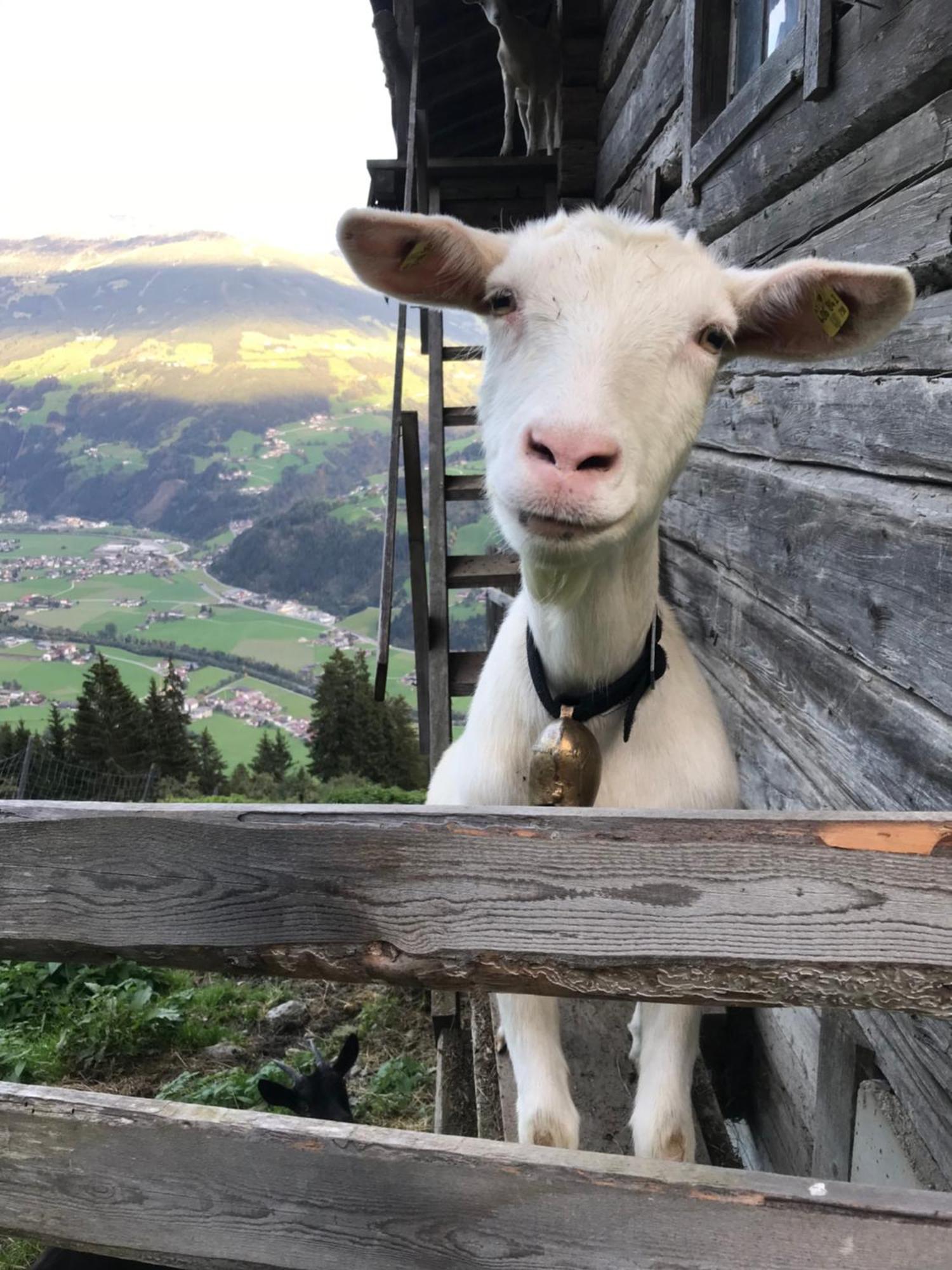 فيلا Goass'N Alm Zillertal هيباخ المظهر الخارجي الصورة